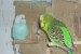 Zelená sameček a bílomodrá samička